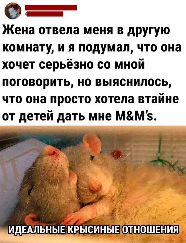_ Жена отвела меня в другую комнату и я подумал что она хочет серьёзно со мной поговорить но выяснилось что она просто хотела втайне от детей дать мне ММз ИДЕАЛЬНЫЕКРЫСИНЫЕ ОТНОШЕНИЯ