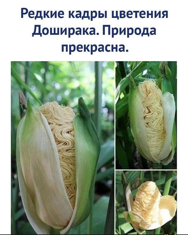 Редкие кадры цветения доширака Природа прекрасна