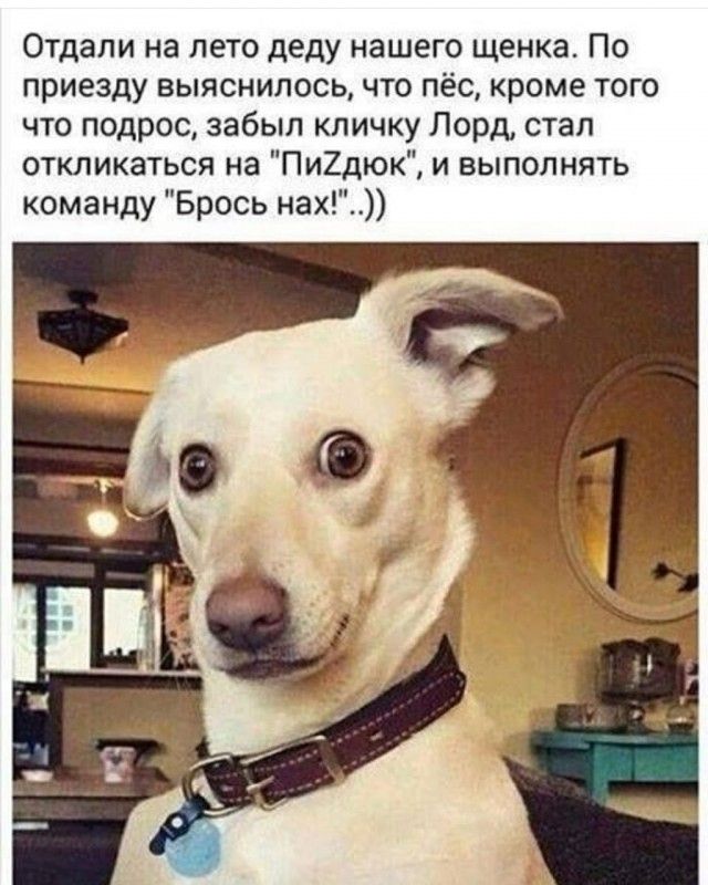 Отдали на лето деду нашего щенка По приезду выяснилось что пёс кроме того что подрос забыл кличку Лорд стал откликаться на Пи2дюк и выполнять команду Брось нах