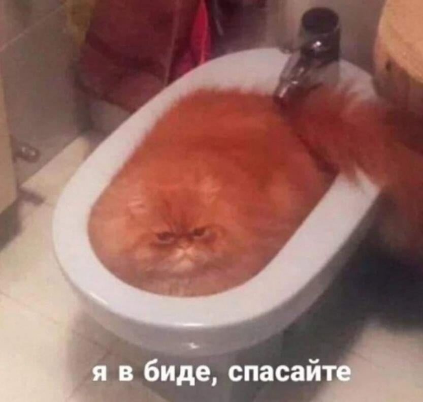 биде спасти