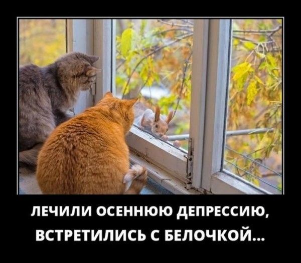 ПЕЧИПИ ОСЕННЮЮ дЕПРЕССИЮ ВСТРЕТИПИСЪ С БЕЛОЧКОЙ
