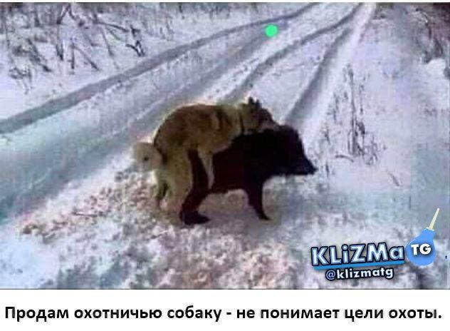 _ Ё ЕЁД Продам охптничью в не понимает цели охоты