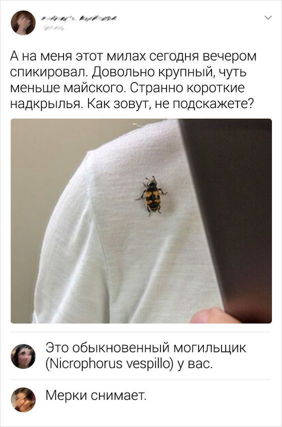 А на меня этот мипах сегодня вечером спикировап Довольно крупный чуть меньше майского Странно короткие надкрылья Как зовут не подскажете Это обыкновенный мотипьщик Ытсторпошз уезріНо у вас в Мерки снимает