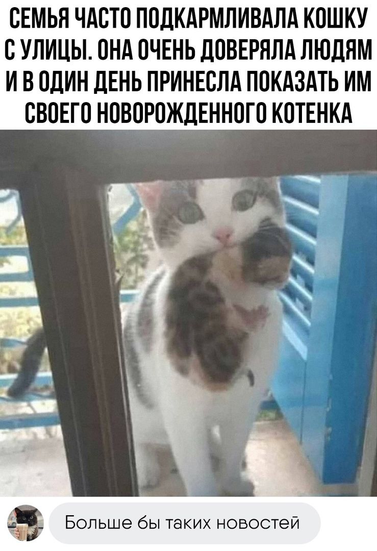 СЕМЬЯ ЧАСТО ППЛКАРМЛИВАПА КПШКУ С УЛИЦЫ ПНА ОЧЕНЬ ПОВЕРППА ЛЮДЯМ И В ОДИН ЛЕНЬ ПРИНЕБЛА ППКАЗАТЬ ИМ БВПЕГП НПВПРОЖЛЕННПГП КОТЕНКА д Больше бы таких новостей