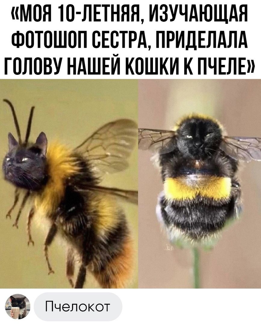 МОЯ Ю ЛЕТНЯЯ ИЗУЧАЮЩАЯ ФОТОШОП СЕОТРА ПРИДЕЛАЛА ГОЛОВУ НАШЕИ КОШКИ К ПЧЕЛЕ 1 Пчелокот