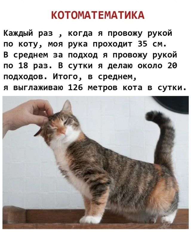 Котоматика

Каждый раз, когда я провожу рукой по коту, моя рука проходит 35 см. В среднем за подход я провожу рукой по 18 раз. В сутки я делаю около 20 подходов. Итого, в среднем, я выглаживаю 126 метров кота в сутки.