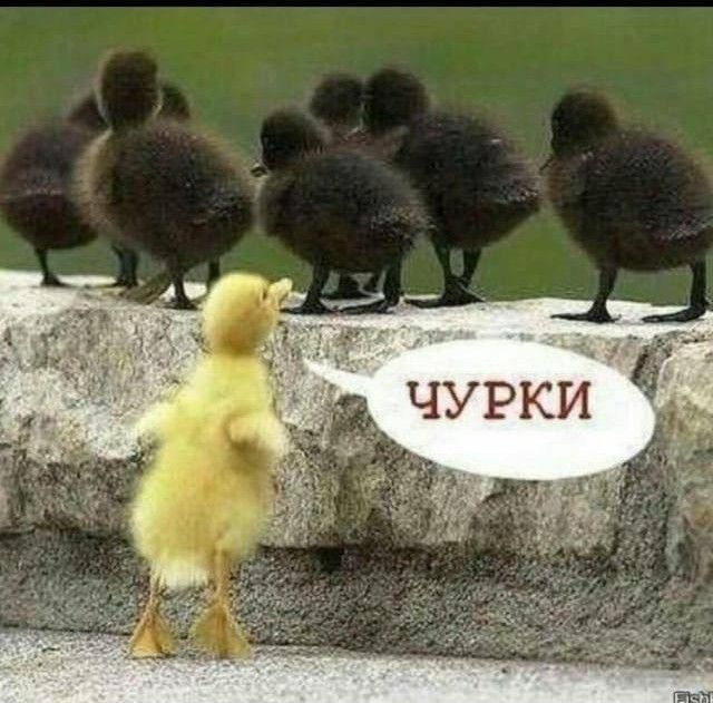 ЧУРКИ