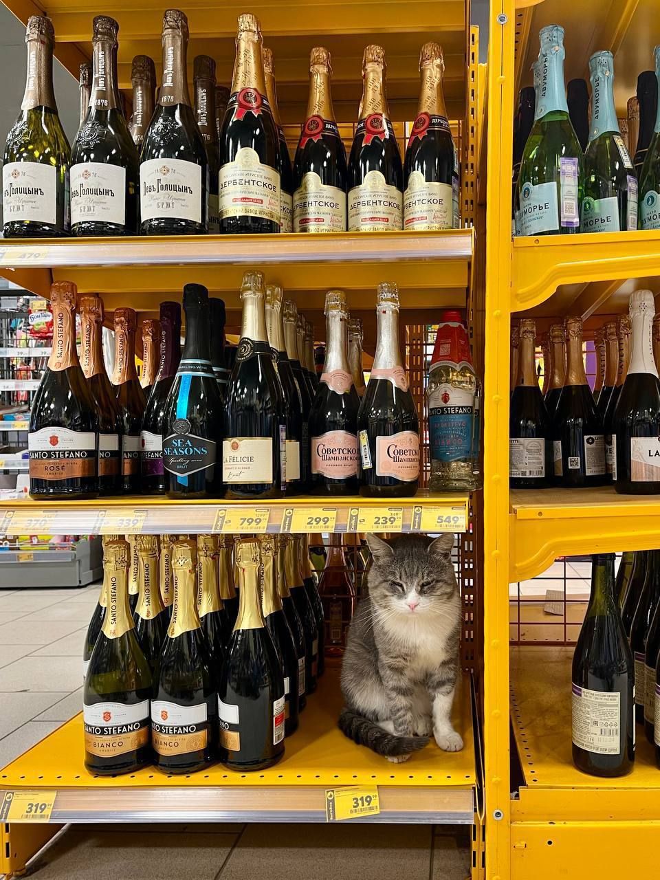 Кот сидит между бутылками шампанского на полке магазина.