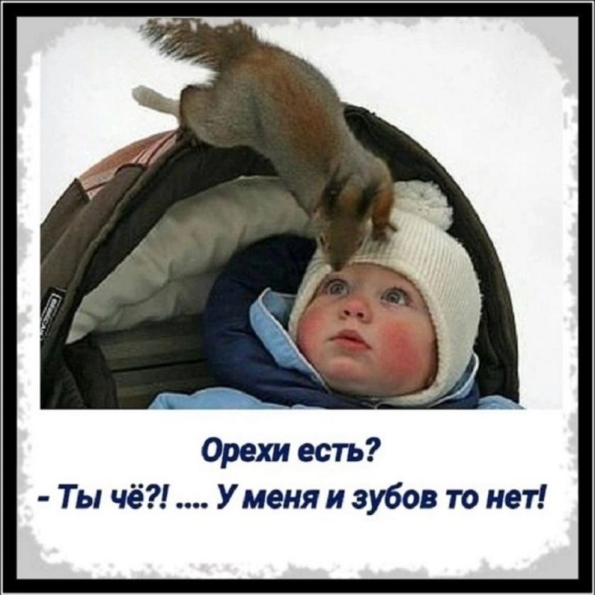 Орехи есть? - Ты чё?! .... У меня и зубов то нет!