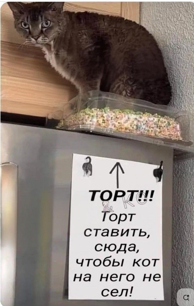 ТОРТ!!! Торт ставить, сюда, чтобы кот на него не сел!
