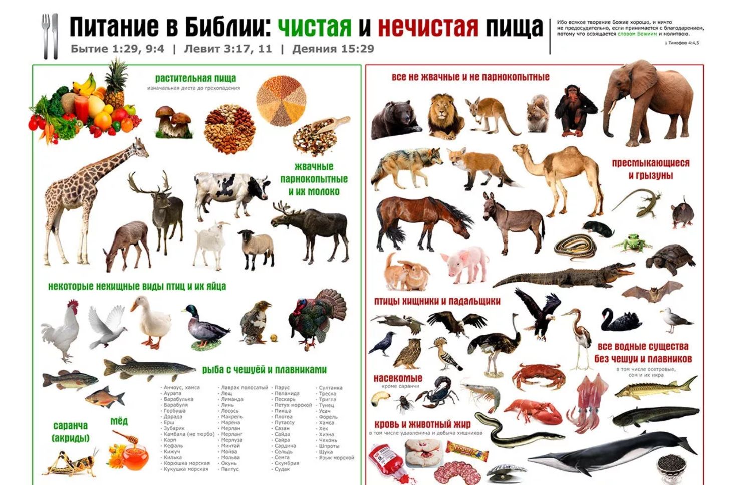 питани Буняши чишп и ипчиппя ниш г до 115 мт ____ 3 4