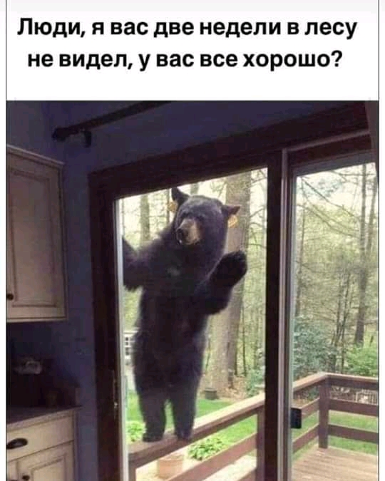 ЛЮДИ Я вас две недели В лесу не видел У вас все ХОРОШО
