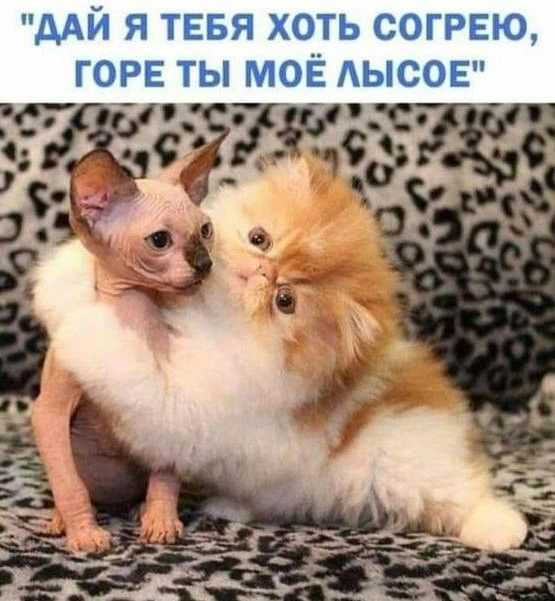 дАЙ Я ТЕБЯ ХОТЬ СОГРЕЮ