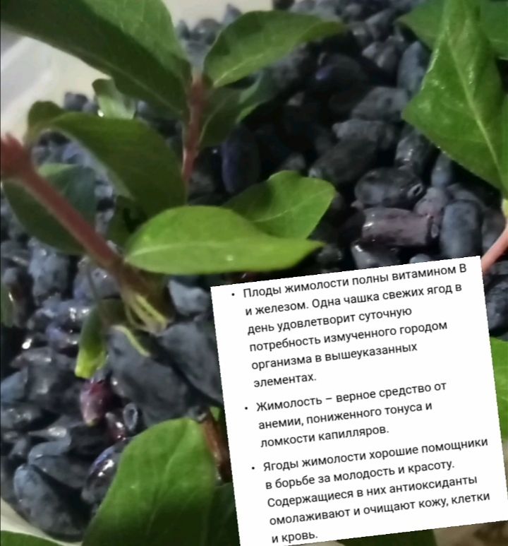 Оо жа свежих ягод . На уддвдг