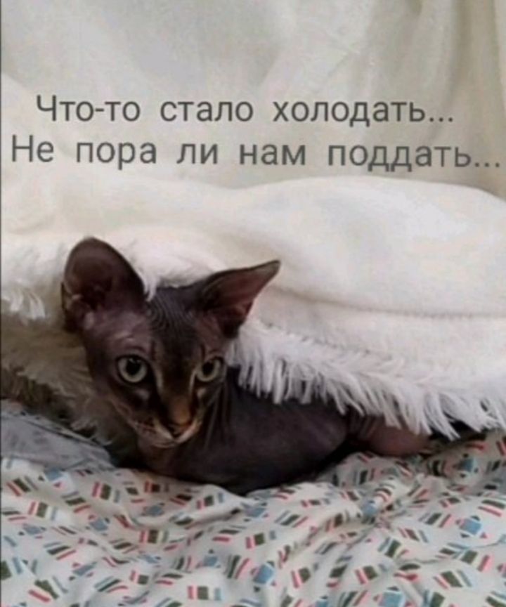 Что то стало холодать Не пора ли нам поддать