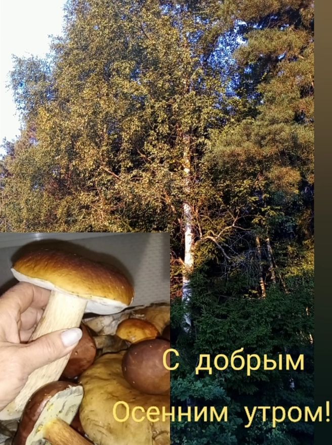 С добрым 1309 вим утром