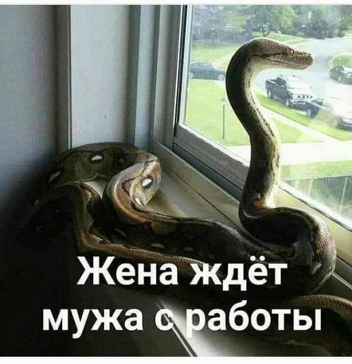 у _ а ч Ч _ жедаткдёт мужа Жаботы