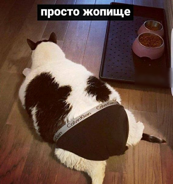 ПРОСТО жопище