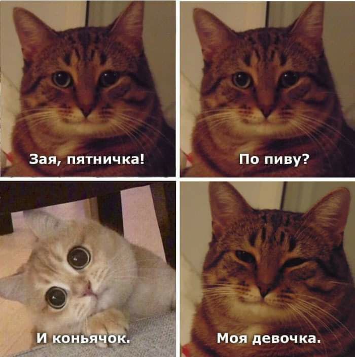 Зая пятничка По пиву Моядевочка