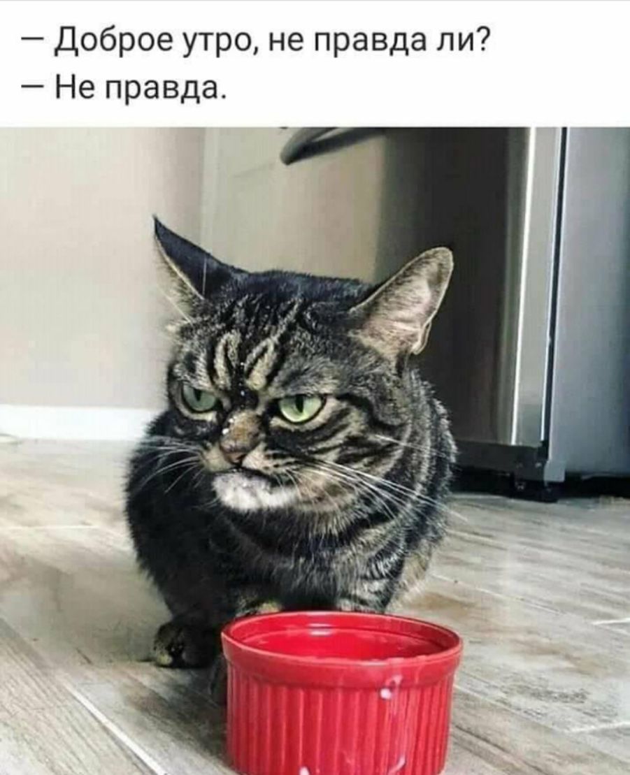 Доброе утро не правда ли Не правда