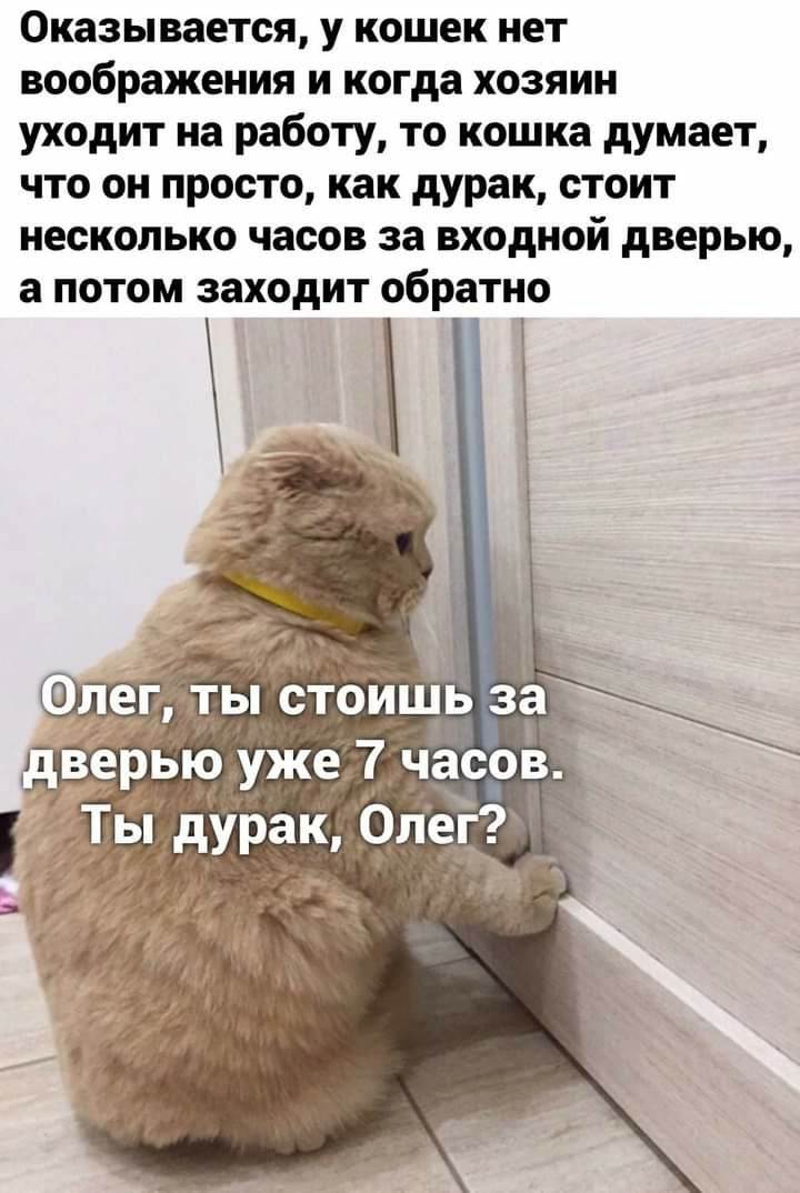 Оказывается у кошек нет воображения и когда хозяин уходит на работу то кошка думает что он просто как дурак стоит несколько часов за входной дверью а потом заходит обратно