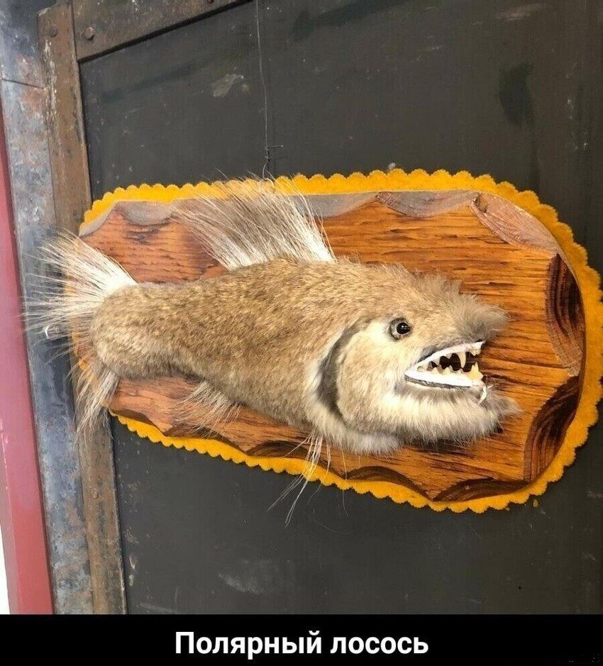 Полярный лосось