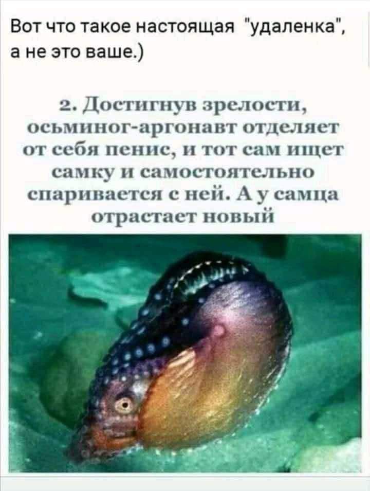 Вот что такое настоящая удален ка а не это ваше 2 С11ПП_П РСЛОСГП СЬГППОГ ЦРГПНИ ВТ ТДСЛЯСГ ОТ ССБ ПСППСЦ ТОТ 83 ПСГ самку самосгоятслыш спиршшстся с ней у ппш отристаст попыіі