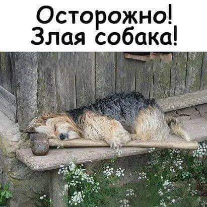 Осторожно Злая собака _