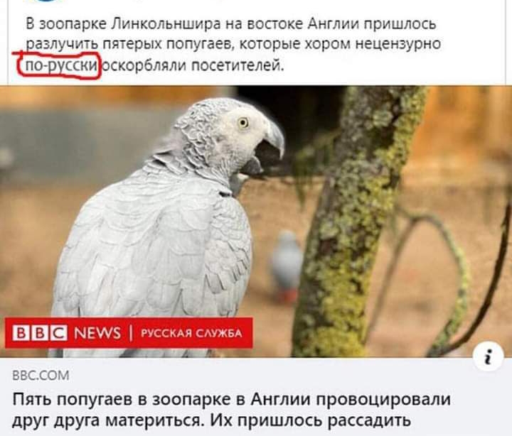 В зоопарке Линкольншира на востоке Англии пришлось _разл_учить пятерых попугаев которые хором нецензурно БЕССОМ Пять попугаев в зоопарке в Англии провоцировали друг друга материться Их пришлось рассадить
