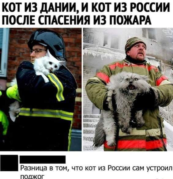 КОТ ИЗ ДАНИИ И КОТ ИЗ РОССИИ ПОСЛЕ СПАСЕНИЯ ИЗ ПОЖАРА РЕЗНИЦЗ В ТОМ ЧТО КОТ ИЗ РОССИИ сам усгроип
