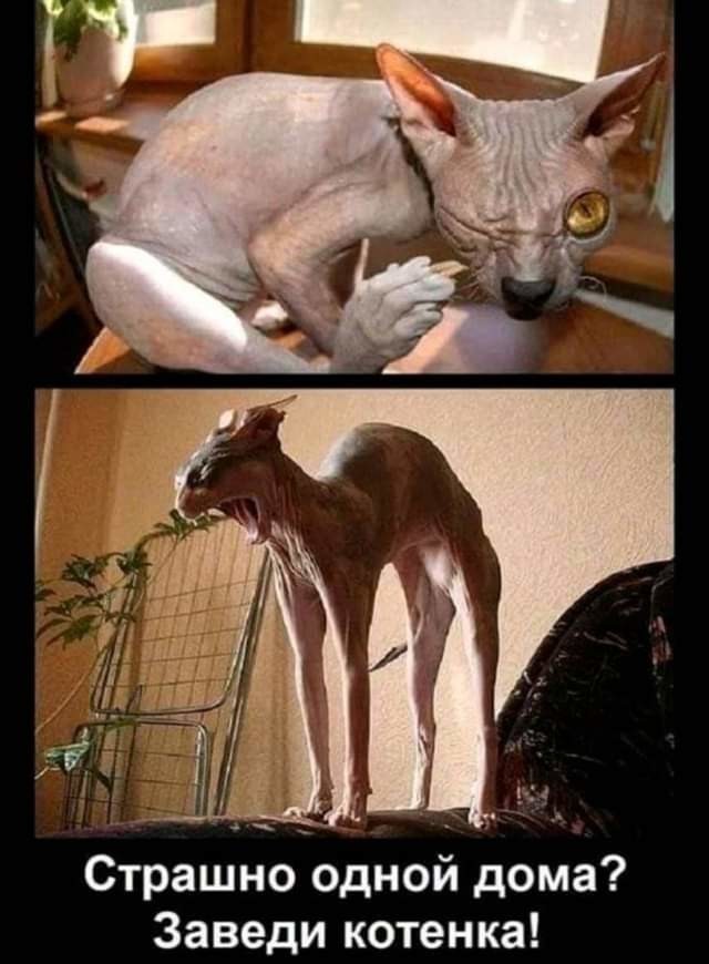 Страшно одной дома Заведи котенка