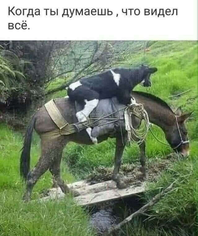Л д И В О Т Ч Ь ш 8 М у д Ы Т Э Ш 0 К а С В