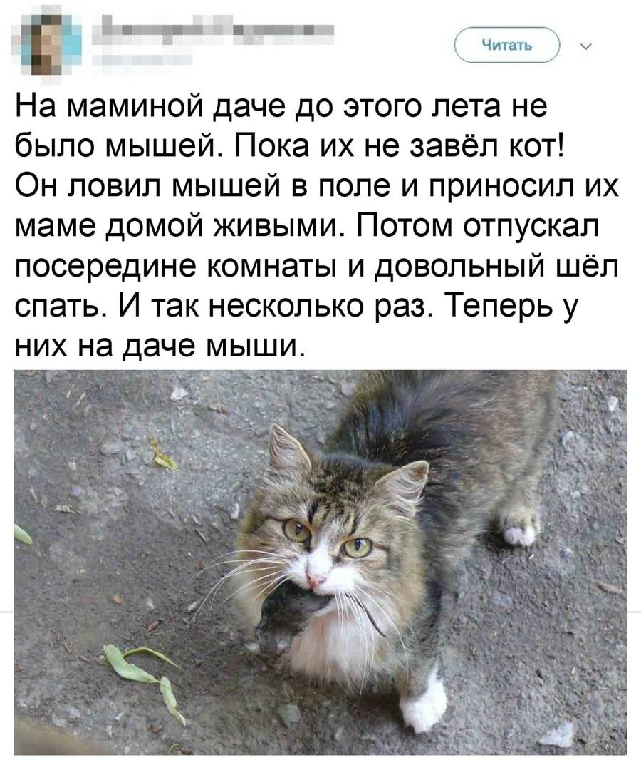 П _ итп Ёі _ Читать На маминой даче до этого лета не было мышей Пока их не завёл кот Он ловил мышей в поле и приносил их маме домой живыми Потом отпускал посередине комнаты и довольный шёл спать И так несколько раз Теперь у них на даче мыши
