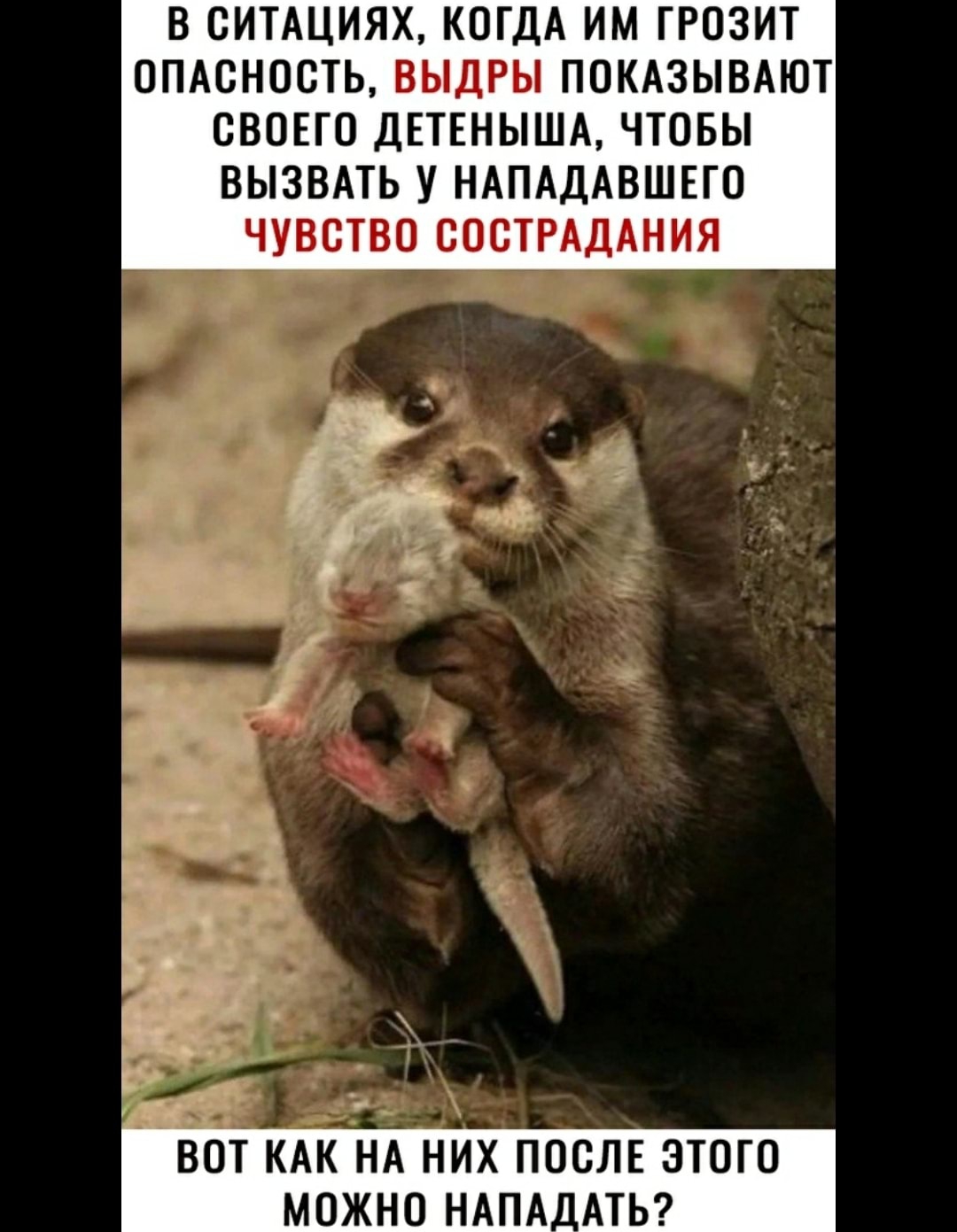 В СИТАЦИЯХ КОГДА ИМ ГРОЗИТ ОПАСНОСТЬ ВЫДРЫ ПОКАЗЫВАЮТ СВОЕГО ДЕТЕНЫША ЧТОБЫ ВЫЗВАТЬ У НАПАДАВШЕГО ЧУВСТВО СОСТРАДАНИЯ ВОТ КАК НА НИХ ПОСЛЕ ЭТОГО МОЖНО НАПА_АТЬ