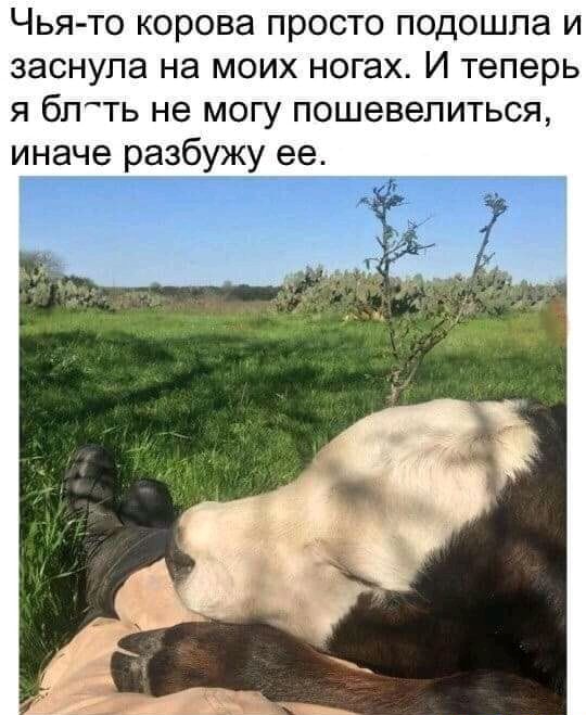 Чья то корова просто подошла и заснула на моих ногах И теперь я бпть не могу пошевелиться иначе разбужу ее
