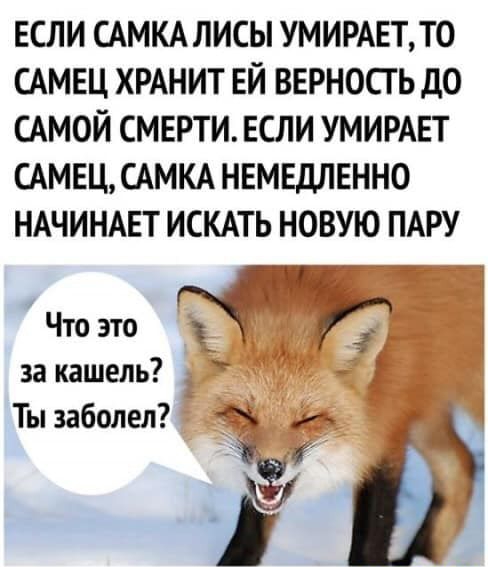 ЕСЛИ САМКА ЛИСЫ УМИРАЕТТ0 САМЕЦ ХРАНИТ ЕЙ ВЕРНОСГ Ь ДО САМОЙ СМЕРТИ ЕСЛИ УМИРАЕТ САМЕЦСАМКА НЕМЕДЛЕННО НАЧИНАЕТ ИСКАТЬ НОВУЮ ПАРУ Что это к к за кашель 7 Ты заболел