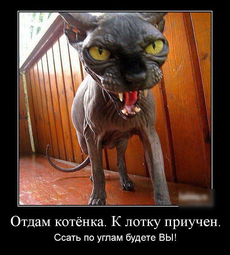 ОтдаМ котёнка К лотку приучен Ссать по углам будете ВЫ