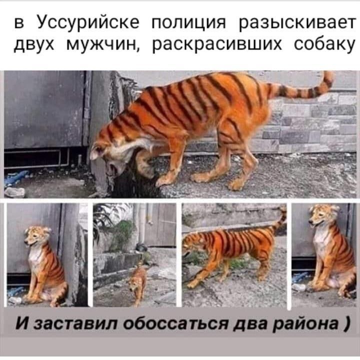 В УССУРИЙСКЕ ПОЛИЦИЯ РЭЗЫСКИВЭЕТ дВУХ МУЖЧИН раскрасивших собаку