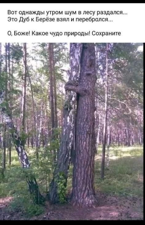 Вот однажды утром шум в лесу раздался Это Дуб Берёзе взял и перебралс О Боже Какое чудо природы Сохраните