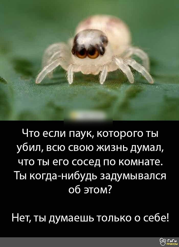 Что если паук которого ты убил всю свою жизнь думал что ты его сосед по комнате Ты когда нибудь задумывался об этом Нет ты думаешь только о себе