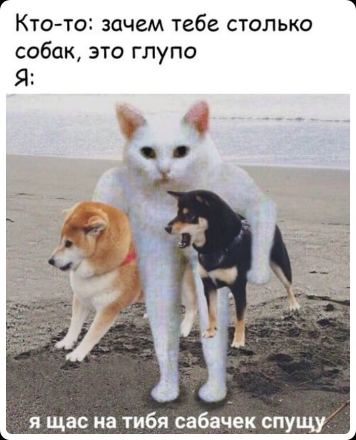 КТО ТО зачем тебе СТОЛЬКО собак это глупо Я я щас на тибя сабж ек спущу