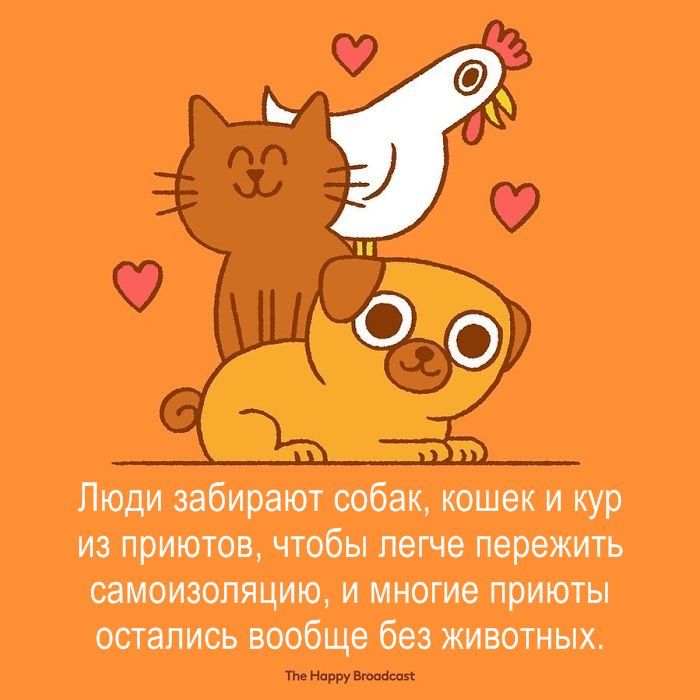 Люди забирают собак кошек и кур из приютов чтобы легче пережить самоизопяцию и многие приюты остались вообще без животных Питтвшзшп
