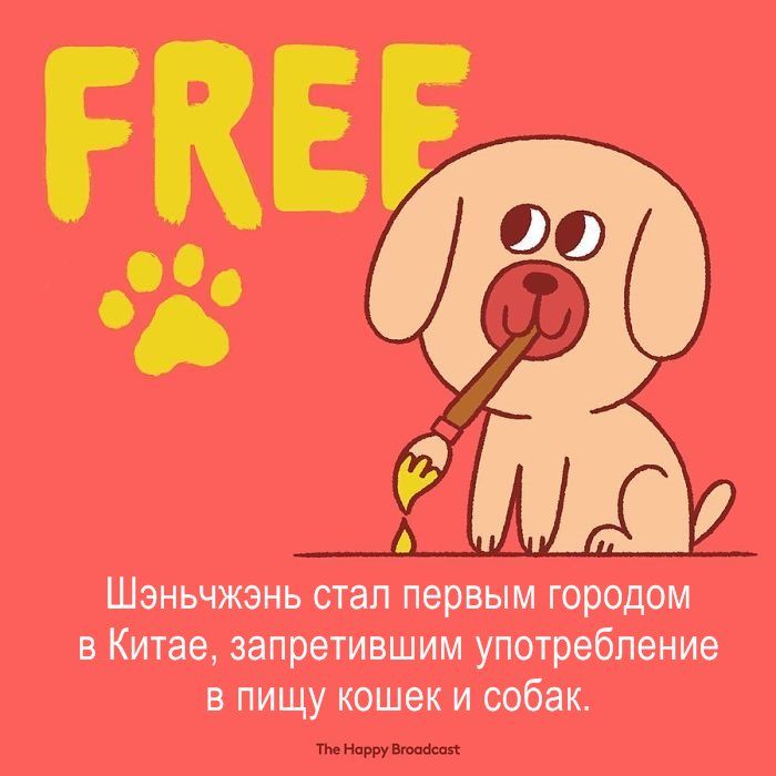 Шэньчжэнь стал первым городом в Китае запретившим употребление в пищу кошек и собак тие Нпрру Вюпбспі