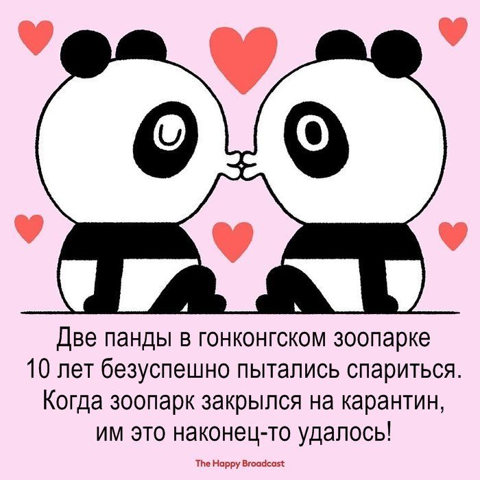 две панды в гонконгском зоопарке 10 лет безуспешно пытались спариться Когда зоопарк закрылся на карантин им это наконец то удалось тие Нпрру миссия