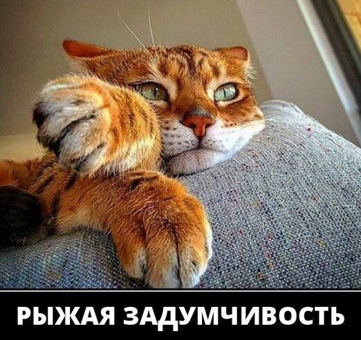 рыждя зддумчивость