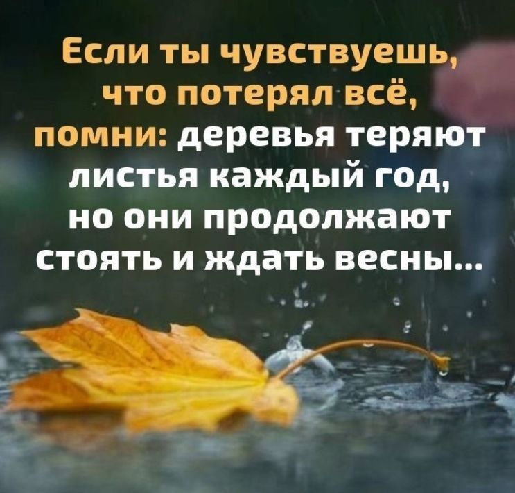 Если ты чувствуешь что потерял всё помни деревья теряют листья каждый год но они продолжают стоять и ждать весны