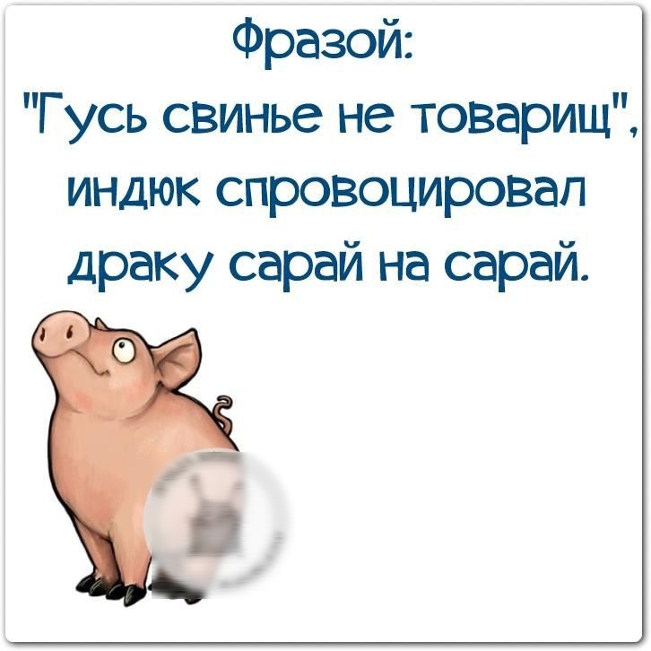 Свинье не товарищ. Афоризмы про свинью. Статус про свиней. Гусь свинье не товарищ. Люди свиньи цитаты.