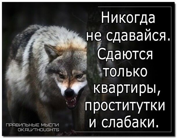 Никогда не сдавайся Сдаются только Чё квартиры проститутки и слабаки 1 птица