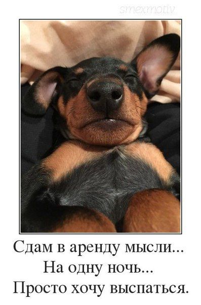 Сдам в аренду мысли На одну ночь Просто хочу выспаться