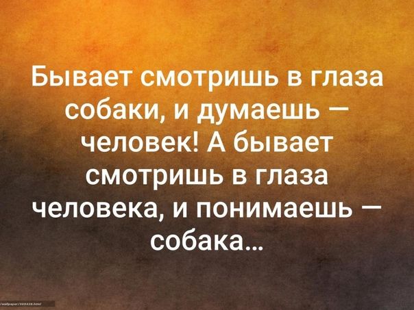 Бывает смотришь в глаза собаки и думаешь человек А бывает смотришь в глаза человека и понимаешь собака